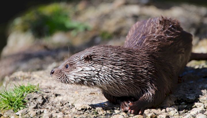 Loutre d'Europe ©M. Kabel-CC BY-SA 3.0